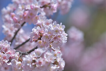 Beautiful Japanese pink cherry blossoms