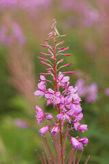 Fireweed, Lake Clark National Park, Alaska.