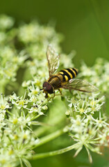 USA, Alaska, Inside Passage. Close-up of bee on cow parsnip in summertime.
