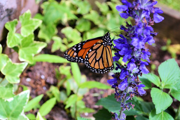 monarch butterfly on flower