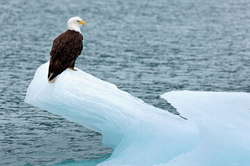 USA, Alaska, Glacier Bay National Park. Bald eagle on iceberg.