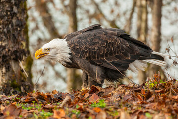 USA, Alaska, Chilkat Bald Eagle Preserve. Bald eagle on ground.
