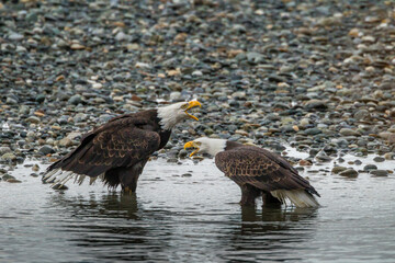 USA, Alaska, Chilkat Bald Eagle Preserve. Bald eagles calling.