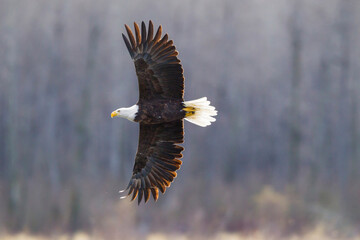USA, Alaska, Chilkat Bald Eagle Preserve. Bald eagle in flight.