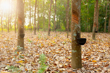 Rubber tree garden in Asian. Natural latex extracted from para rubber plant.The black plastic cup...