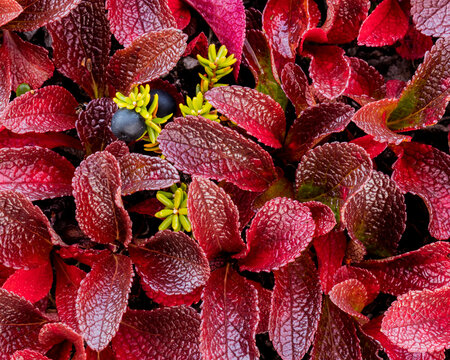 USA, Alaska. Close-up of alpine bearberry and crowberry plants.