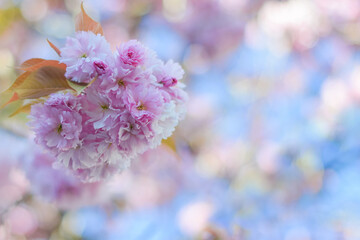 Yae Sakura-Double Cherry Blossoms on Pastel Background