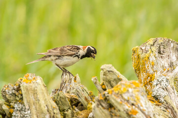 USA, Alaska, Nome. Lapland longspur bird with food.