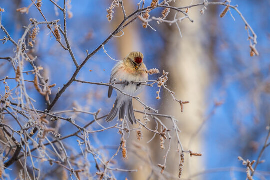 USA, Alaska, Fairbanks. Hoary redpoll bird feeding on seeds.