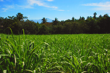 Fototapeta premium green grass and blue sky