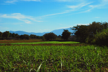 field and blue sky