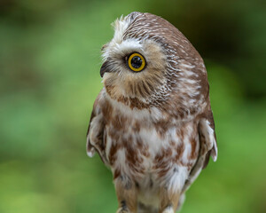 USA, Alaska, Sitka. Northern saw-whet owl at Alaska Raptor Center.
