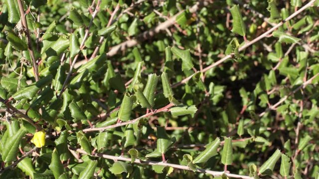 Distally narrow rounded proximally broad rounded recurved aculeately margined trichomatic leaves of Hollyleaf Redberry, Rhamnus Ilicifolia, Rhamnaceae, native shrub in Topanga State Park, Winter.