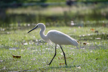 Egret foraging by the river.