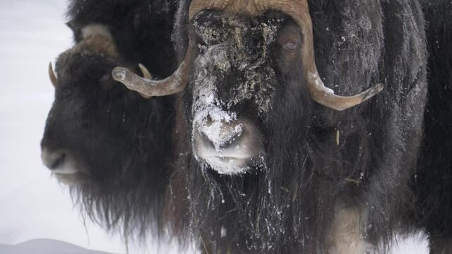 Gentle giant Musk Ox with a snow-spattered snout among the herd - Portrait Medium close up shot