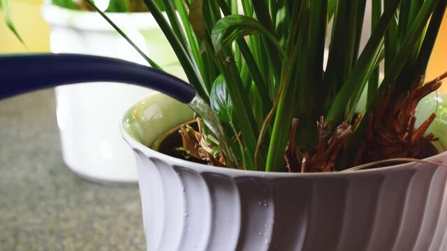 Close-up of a watering can pouring fresh water into the flower pot. - slow motion.