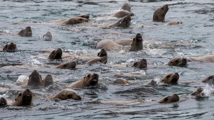 USA, Alaska, Inian Islands. Stellar sea lions swimming.