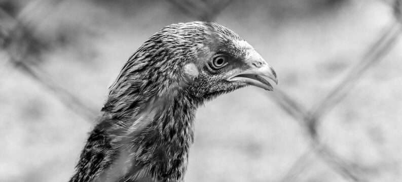 black and white hens neck above view eyes and beak through a net. close up portraiture photograph of beautiful free-range farm animals.