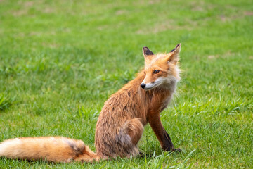 Naklejka na ściany i meble Alaska, USA. Red fox on grass.