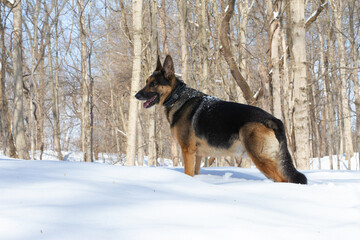 Standing strong in the snow