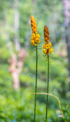 Senna Alata is a medicinal tree and an ornamental flowering plant uses for treatments like...