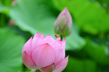 ハスの花にミツバチ
