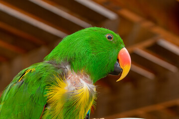 Green and Yellow Parrot