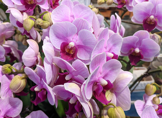 groups of pink phalaenopsis blossoms in the garden in spring