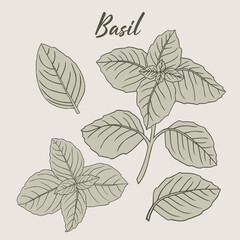 Basil hand-drawn illustration herbs drawing