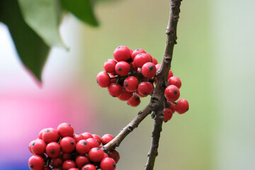 Little red beads against color background
