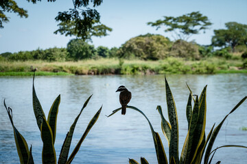 Río Brazo de Mompox en el municipio de Mompox Bolívar, zona turistica de COlombia
