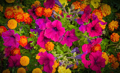 Bed of petunias and marigolds.