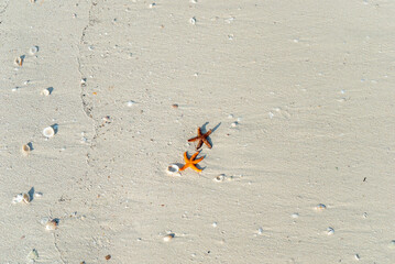 Estrellas de mar fuera del agua 