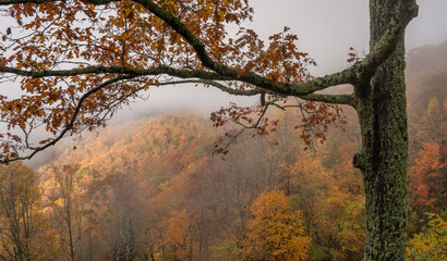 Fototapeta premium Blue Ridge Parkway - early morning autumn fog and clouds