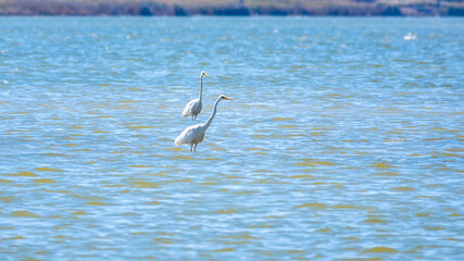 The white herons stands in the lake