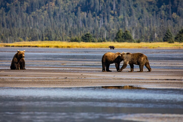 Lake Clark National Park and Preserve, Cook Inlet, Kenai Peninsula, Alaska, coast brown bears,...