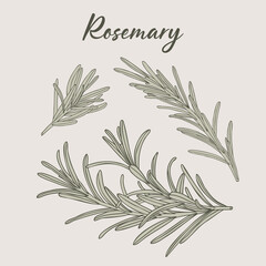 Rosemary hand-drawn illustration herb drawing