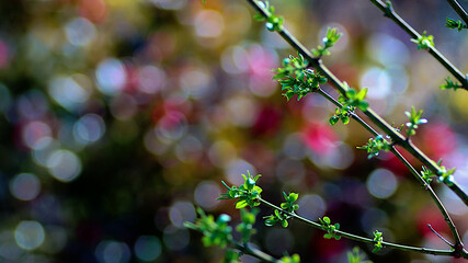 red and green leaves in spring