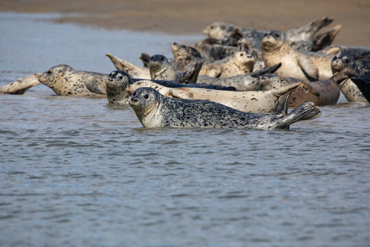 Lake Clark National Park and Preserve, Cook Inlet, Kenai Peninsula, Alaska, pod of seals on the mudflat and in the water