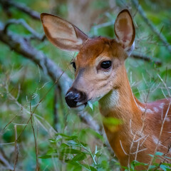 A White-tailed Deer fawn (Odocoileus virginianus) poses for a portrait while feeding in the summer sun.