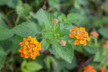 Top view of Orange and yellow West Indian Lantana bloom in the garden on blur nature background. Is a Thai herb.