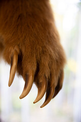 Glenn Highway, Alaska, bear paw and claws.