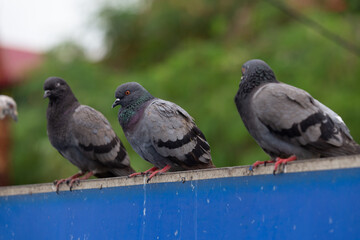 Wild pigeons perched on a sign stained with bird feces.