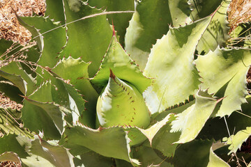 maguey, tobalá, mezcal, agave, silvestre, planta, 