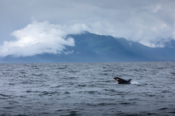 USA, Alaska, Orca Whale (Orcinus orca)porpoises while swimming on stormy summer afternoon through Chatham Strait near Admiralty Island © Danita Delimont