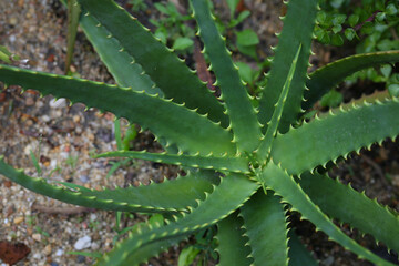 Aloe vera is a succulent plant species of the genus Aloe. An evergreen perennial, it originates from the Arabian Peninsula, but grow wild in tropical, semi-tropical, and arid climates around the world