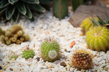 Miniature cactus garden, selective focus. Background picture of cactus garden