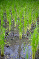 Fototapeta premium A paddy field is a flooded field of arable land used for growing semiaquatic crops, most notably rice and taro. The technology was also acquired by other cultures in mainland Asia for rice farming.