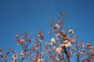 春の訪れを知らせる梅の花の開花