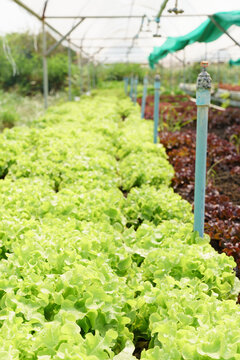 Fresh Organic Lettuce Growing In Vegetable Plot Inside Clean And Beautiful Greenhouse. Sustainable Agriculture, Agroecosystem, Healthy Food, Safety, Supply Chain, Waterwaste, Farm To Fork, Production.